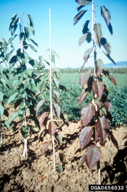 Cherry trees with severely reddened foliage