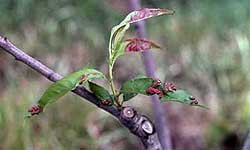 Part of a tree branch with several green leaves that are becoming distorted and changing colour to red and purple