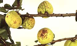 Fruits with clusters of dark spots