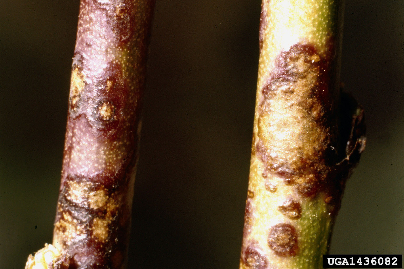 Lesions of V. carpophila on twigs