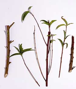 Shoots from an infected tree