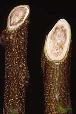 Brown stained xylem tissue in shoots from an infected tree