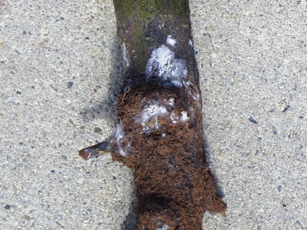 White mycelial web growth under and around bark at the base of a felled tree