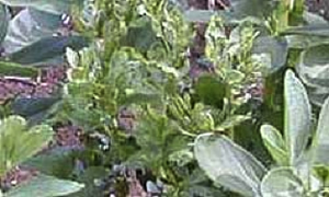 Figure 2: AMV symptoms in faba bean (centre) showing leaf rolling and stunting Photo of a baba bean plant with curled leaves