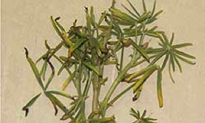 Figure 3: AMV infected lupin showing symptoms of growth distortion, yellow tip leaves and stunting Photo of a lupin plant with yellow leaf tips
