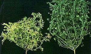 Figure 4: AMV infected lentil plant showing yellowing and necrosis of shoot tips and stunting of plant compared to healthy plant Photo of two lentil plants, a yellowed infected plant next to a green healthy plant
