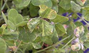 Figure 6: AMV infected subterranean clover leaves develop interveinal chlorosis and purple or necrotic margin Photo of clover plant leaves with purple and light coloured patches.