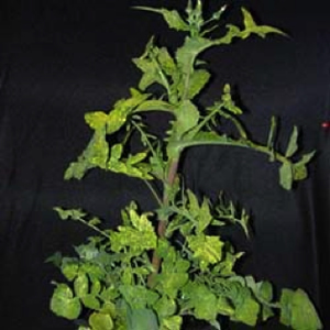 Figure 7: AMV infected common sowthistle develops yellow mosaic symptoms on young and older leaves Photo of a sowthistle plant with bright yellow mosiac patches on the leaves