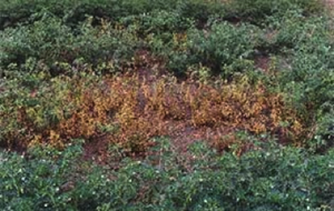 Photo of an infected, brown, patch of plants in a healthy, green crop