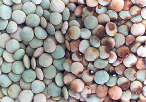 Photo of clean seeds next infected seeds covered in brown patches.