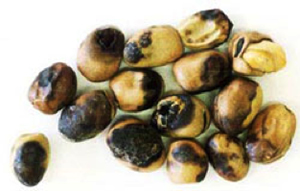Photo of faba bean seeds with with yellowish-brown stains, late infection of ascochyta blight.