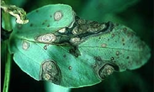 Photo of leaf with dark grey lesions caused by ascochyta on faba bean
