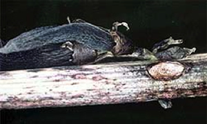 Stem cankers caused by ascochyta on faba bean
