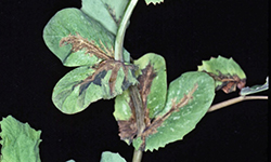 Darker brown water soaked lesion, caused by bacterial blight