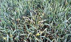 Photo showing typical yellow hot spot in growing crop