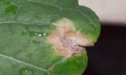 Figure 2: Blackleg lesion on leaf, the small Black dots are fruiting bodies that produce spores spread by rain-splash Photo of a leaf with off-white lesion and black dots, the small Black dots are fruiting bodies that produce spores spread by rain-splash