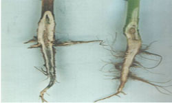 Figure 4: Root rot form of blackleg (diseased plant on left) Photo of two canola plants, a healthy plant and a plant suffering from root rot.