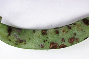 Figure 3: Sunken brown or purplish-black lesions on an infected pod Photo of pod covered in broken lesions