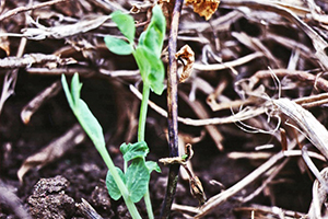 Figure 1: Typical lesion girdling the lower stem caused by Ascochyta infection. Healthy secondary shoots often develop at the base of the plant in response to damage to the main stem Photo showing bean plant with purplish-black discolouration of the lower stem