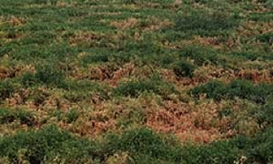Figure 1: A lentil crop with advanced botrytis grey mould Photo a lentil crop with numerous patches of dead, brown plants