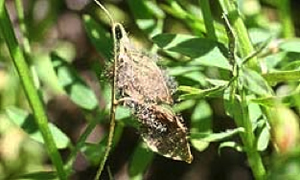 Figure 2: A lentil pod infected by Botrytis cinerea. The grey mouldy growth is typical of this disease Photo of an infected lentil pod covered in grey mouldy growth.