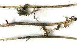 Figure 3: Lentil stems with advanced infection by Botrytis cinerea Photo of 3 lentil stems with advanced infection by Botrytis cinerea, there is formation of sclerotia by the fungus for survival.