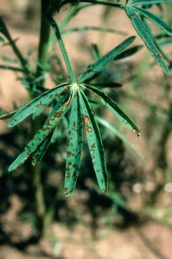 Photo of lupin leaves with brown spots