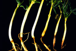 Photo of the lupin plants showing dark brown discolouration of the upper taproot