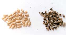 Photo of healthy seeds next to a collection of darker, infected grain.