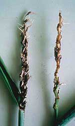 Photo two infected wheat ears, one with florets full of black spores, the other, a bare stalk.