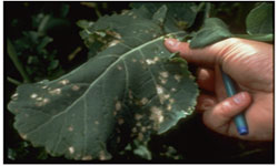 Figure 3: White leaf spot on a leaf Photo of a leaf with patches of greyish-white lesions.