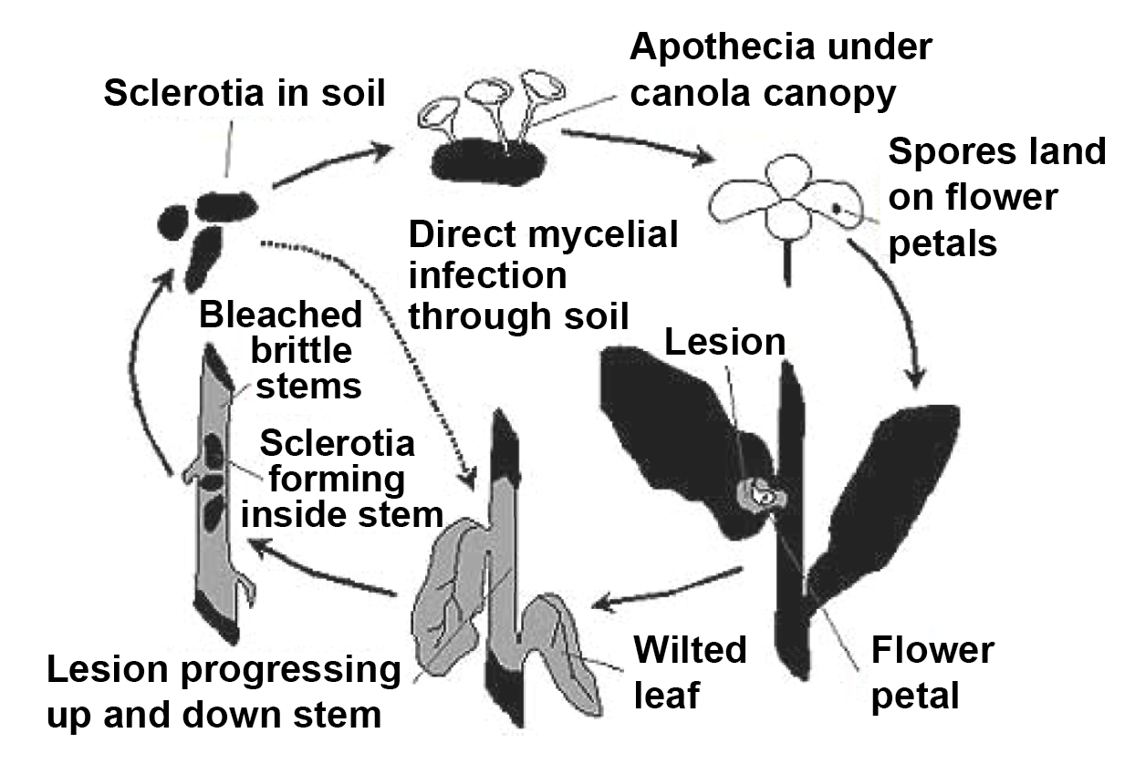 Figure 1: Sclerotinia stem rot disease cycle Canola cycle, described in previous text