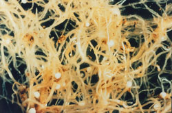 Figure 1: CCN infected root system with characteristic white cysts Photo of a root system with white cysts.