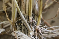 Photo of plant with honey-discolouration of the crown