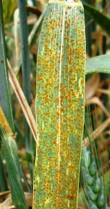 Photo of leaf with orange-brown pustules
