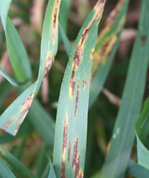 Figure 2: Typical symptoms of net form of net blotch Photo of leaves with dark brown streaks