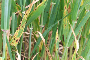Figure 1: Typical symptoms of spot form of net blotch Photo of leaves with dark brown spots surrounded by yellow patches