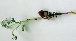 Figure 1: Root lesion caused by phoma infection of chickpea seed Photo of chickpea plant with lesions and black fruiting bodies