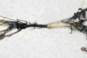 Figure 2: Characteristic collar and root rot caused by Phoma Photo of chickpea plant with black lesions at the base of the stem