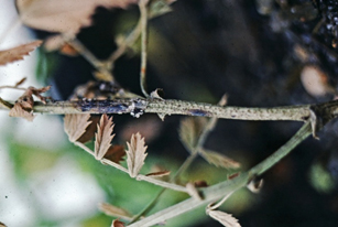 Figure 3: Stem lesions caused by Phoma infection Photo of chickpea plant with black-brown discolouration of the root