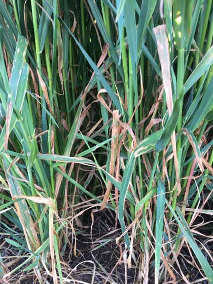 Figure 2: 'Leathery' appearance and large irregularly shaped lesions which appear later in the season Long green and curly brown oat leaves