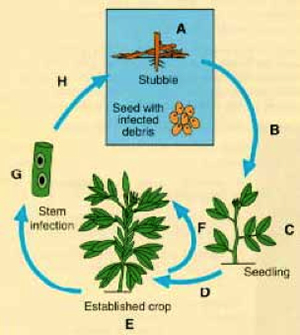 Diagram of the generalised life cycle of rust disease Uromyces viciae-fabae of faba bean