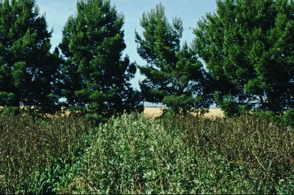 Photo of a resistant, lighter-green faba beans,  growing between darker-green susceptible beans