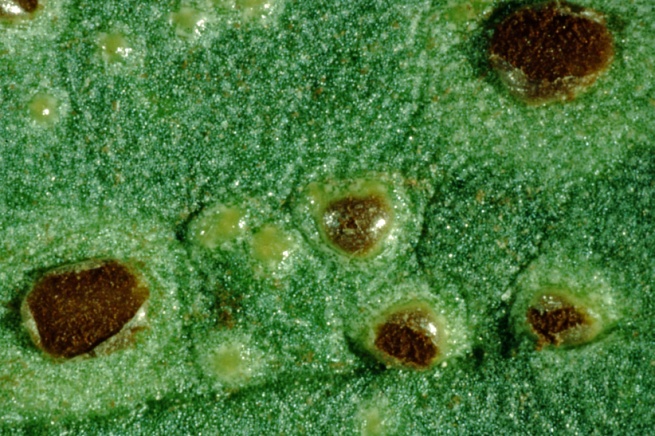 Close-up of the pustules on the leaf of a faba bean plant