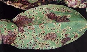 Leaf covered in orange-brown pustules