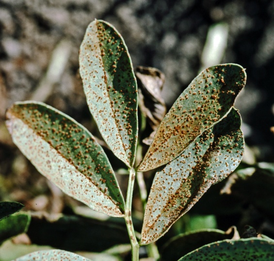 Faba bean plant extensively covered in brown pustules