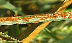 Barley stem covered in reddish-brown pustules