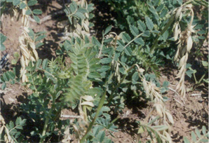 Figure 1: Wilting of the growing tips of chickpea plants affected by sclerotinia Wilting of the growing tips of chickpea plants affected by sclerotinia