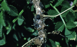 Figure 2: Back fruiting bodies (sclerotia) formed on the tap root of a chickpea plant Photo of black lumps and white fungus on the root of a chickpea plant