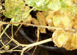 Photo of field pea leaves, fully covered by blotches containing small black spots